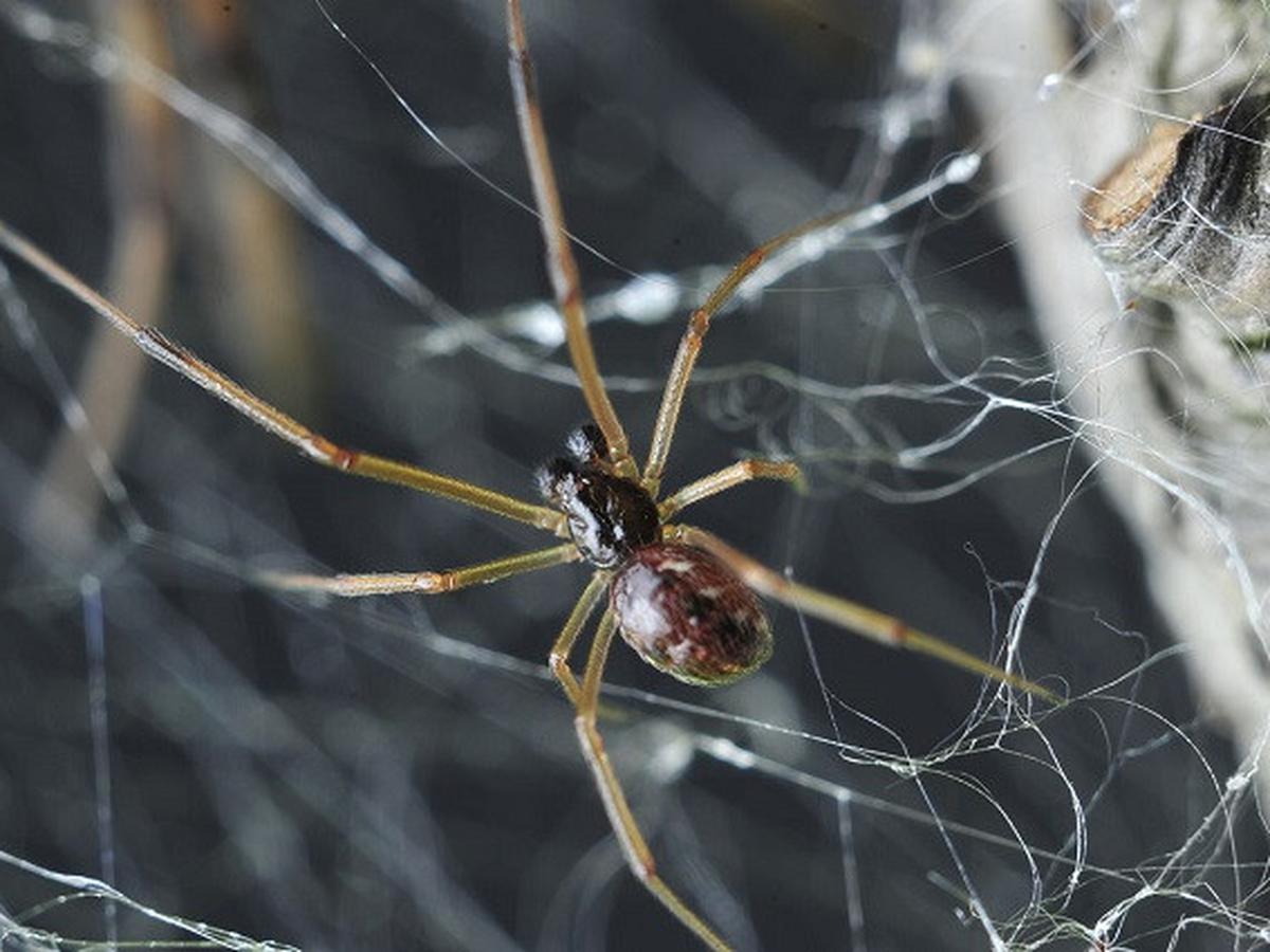 Arti Mimpi Laba-Laba, Perhatikan Situasi Dan Latar Budaya Pemimpi -  Citizen6 Liputan6.Com