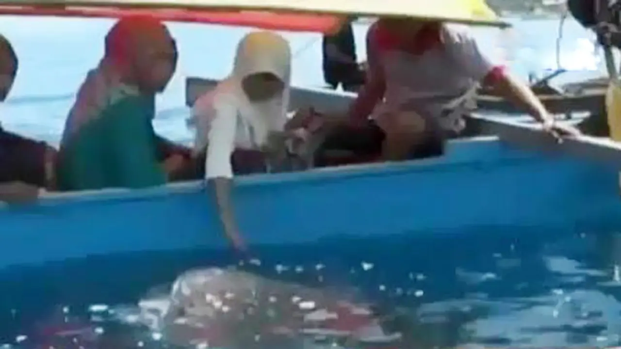 VIDEO: Didatangi Hiu Paus, Pantai Batubarani Ramai Pengunjung