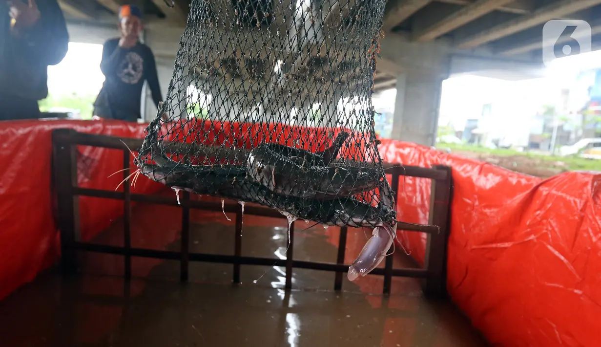 Beberapa ekor lele diangkat dari kolam di Kolong Tol Becakayu, Kalimalang, Jakarta Timur, Selasa (2/2/2021). Sejumlah Petugas Prasarana dan Sarana Umum (PPSU) bersama warga memanfaatkan lahan kosong di Kolong Tol Becakayu untuk dijadikan lokasi budidaya lele. (Liputan6.com/Herman Zakharia)