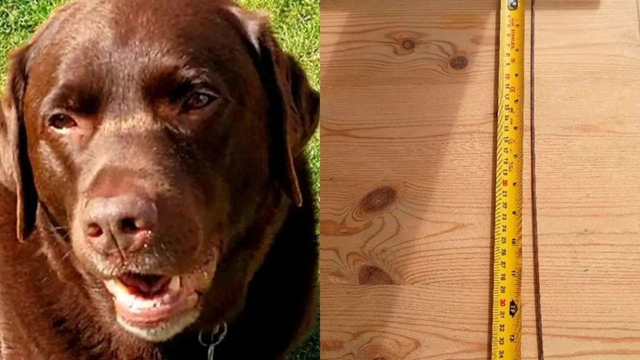 Anjing Rakus, Makan Kebab Hingga ke Batang Besinya
