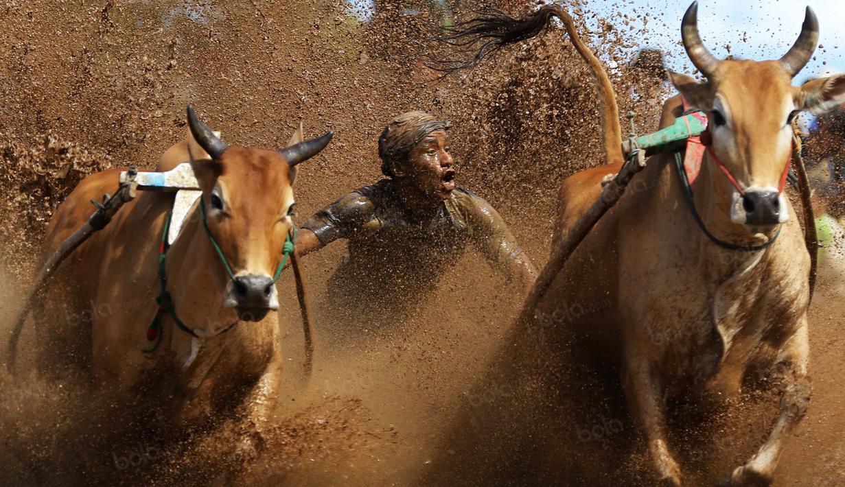 Joki Pacu Jawi terus memacu tunggannya saat beraksi pada ajang Pacu Jawi di Tanah Datar, Sumatera Barat, Sabtu (13/8/2016). (Bola.com/Nicklas Hanoatubun)