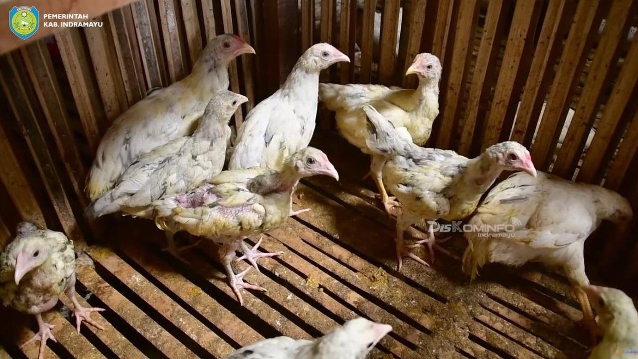 Fokus Kembangkan Ribuan Ekor Ayam Kampung