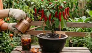 Cara Membuat Pupuk Cabai dari Kulit Bawang, Manfaatkan Limbah Dapur