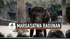ragunan thumbnail
