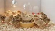 Cara Membuat Tempat Pakan Ayam Otomatis dari Botol Bekas, Ikuti 5 Langkah Mudah Ini