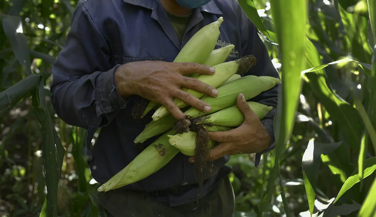 Eulices Cortez membawa jagung yang baru saja dipanen di sebidang tanah di lingkungan La Dolorita di Caracas, Venezuela (13/9/2020). (AP Photo/Matias Delacroix)