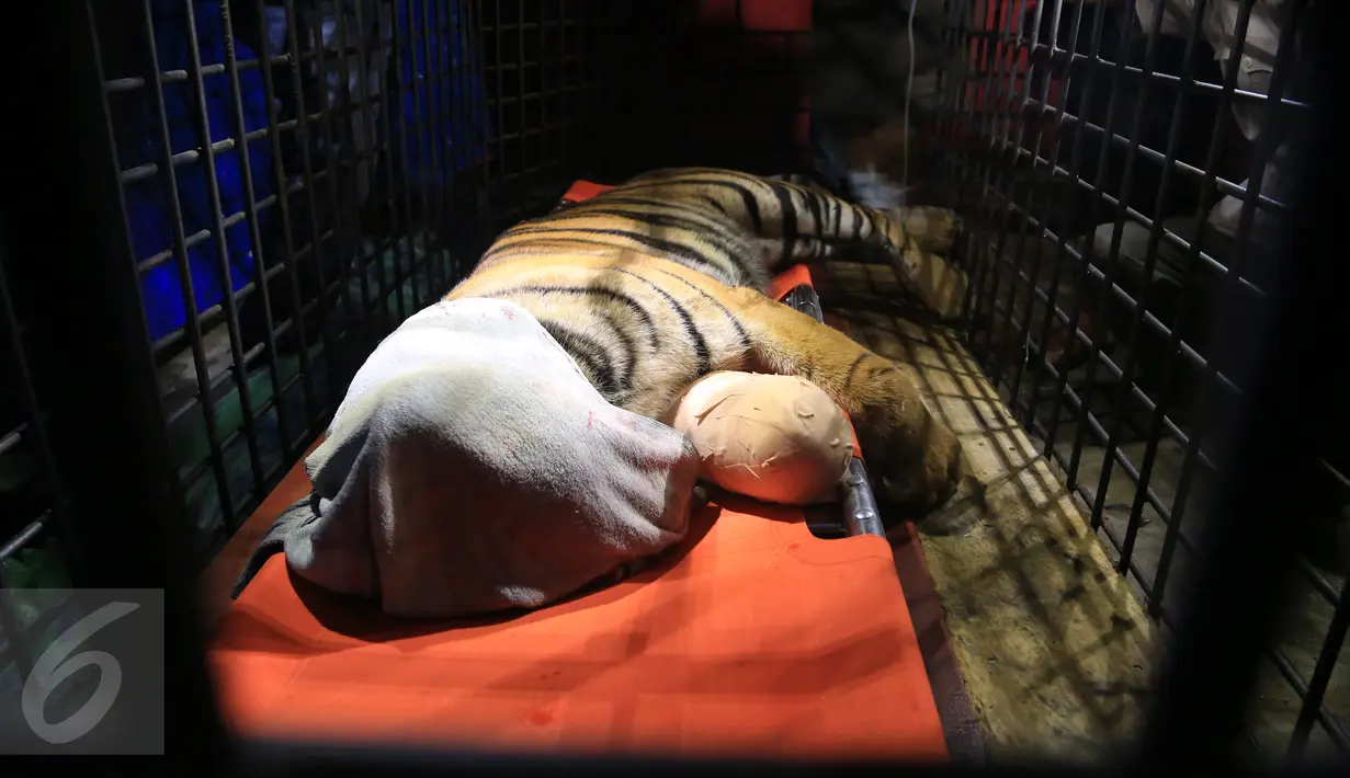 Harimau Sumatera usai menjalani operasi di Taman Nasional Batang Gadis, Sumut, Senin (30/11/2015). Harimau tersebut harus menjalani operasi karena kakinya terluka dan membusuk akibat terkena perangkap Rusa. (Foto: Ori Kakigunung)