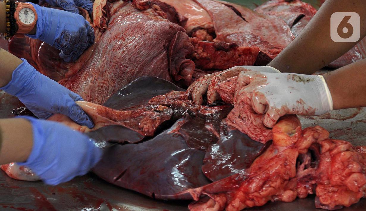 Jumlah sapi kurban yang diterima Masid Istiqlal meningkat hampir 50 persen dibandingkan tahun lalu, yakni 29 ekor. Kondisi ini tidak lepas dari pelonggaran aktivitas warga setelah COVID-19 dinyatakan sebagai endemi. (merdeka.com/Imam Buhori)