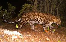 Waspada! Macan Tutul Kabur Lembang, Ternyata Hewan Ini Pandai Kamuflase Hingga 5 Meter