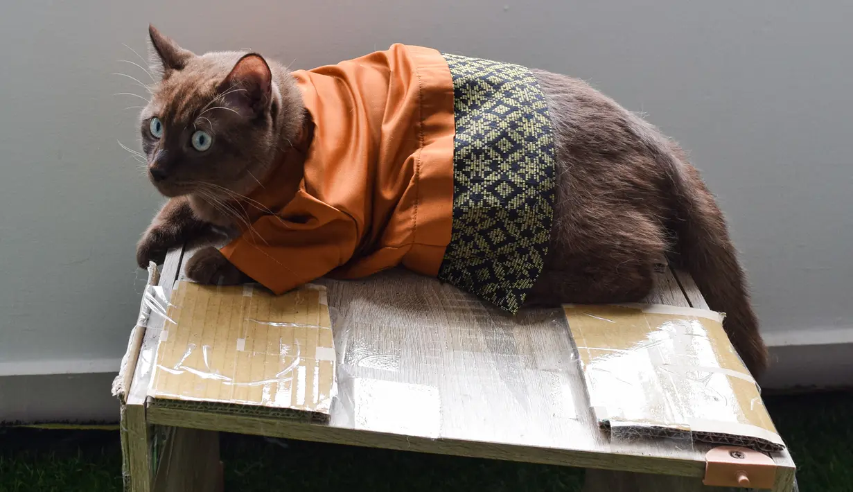 Seekor kucing mengenakan pakaian untuk hari raya Idul Fitri terlihat di sebuah apartemen di Shah Alam, di pinggiran Kuala Lumpur (5/5/2021). Pakaian kucing untuk Idul Fitri tersebut dibuat oleh Toko Meowku. (AFP Photo/Sam Reeves)