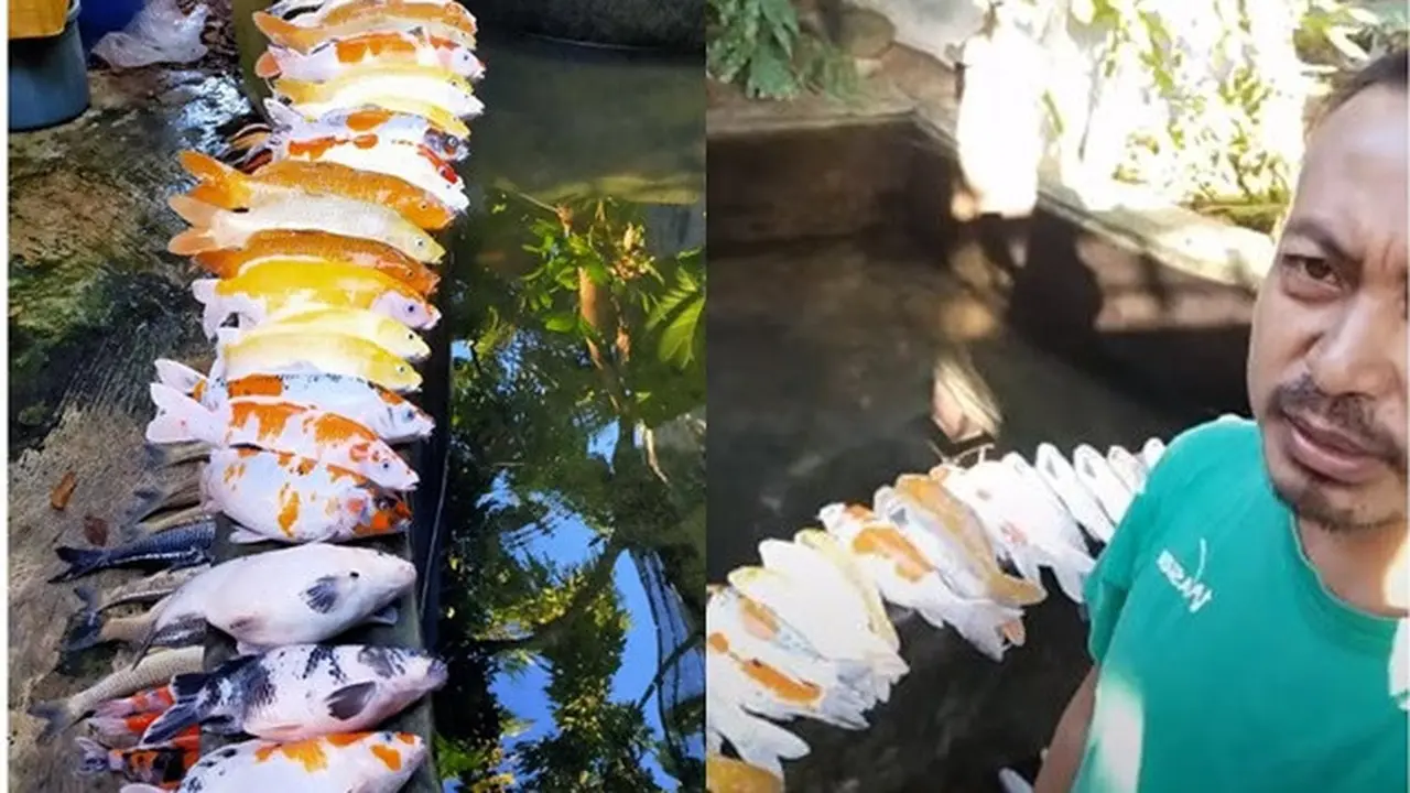 Sang Pemilik Lupa Nyalakan Pompa Air, Ratusan Ikan Koi Ini Mendadak Mati