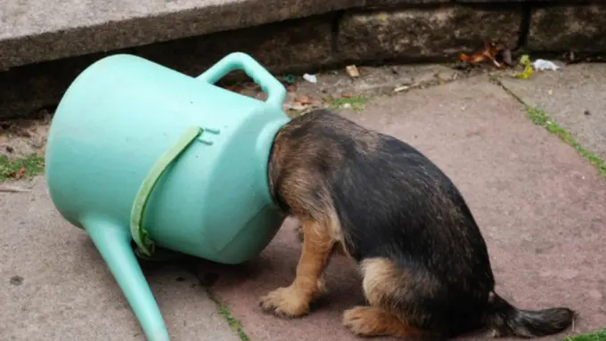 21 Anjing yang Tersangkut Akan Awali Aktivitasmu dengan Ceria