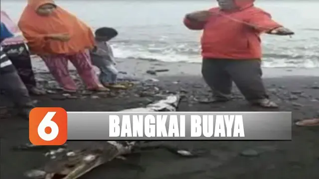 Penemuan Bangkai Buaya di Pantai Maluku