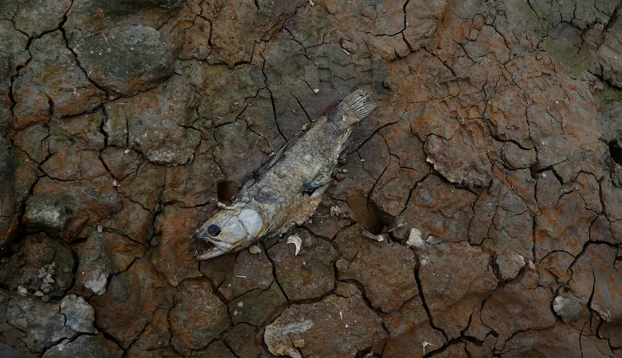 Seekor ikan mati di tepi Sungai Solimoes sebagai dampak kekeringan. (AP Photo/Edmar Barros)