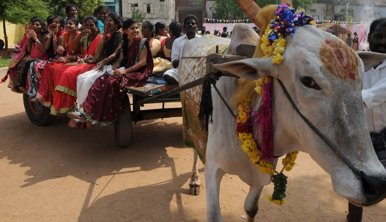Sejumlah wanita India menaiki gerobak sapi saat merayakan Festival Pongal atau dikenal sebagai festival panen Tamil di sebuah perguruan tinggi di Chennai, India (11/1). (AFP Photo/Arun Sankar)
