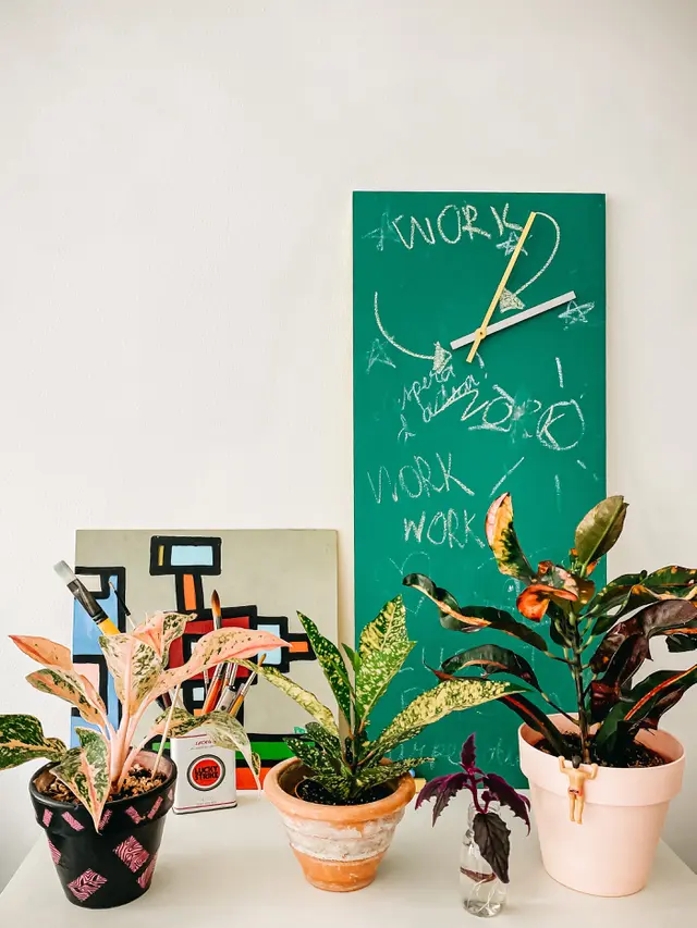 Jenis-jenis aglaonema