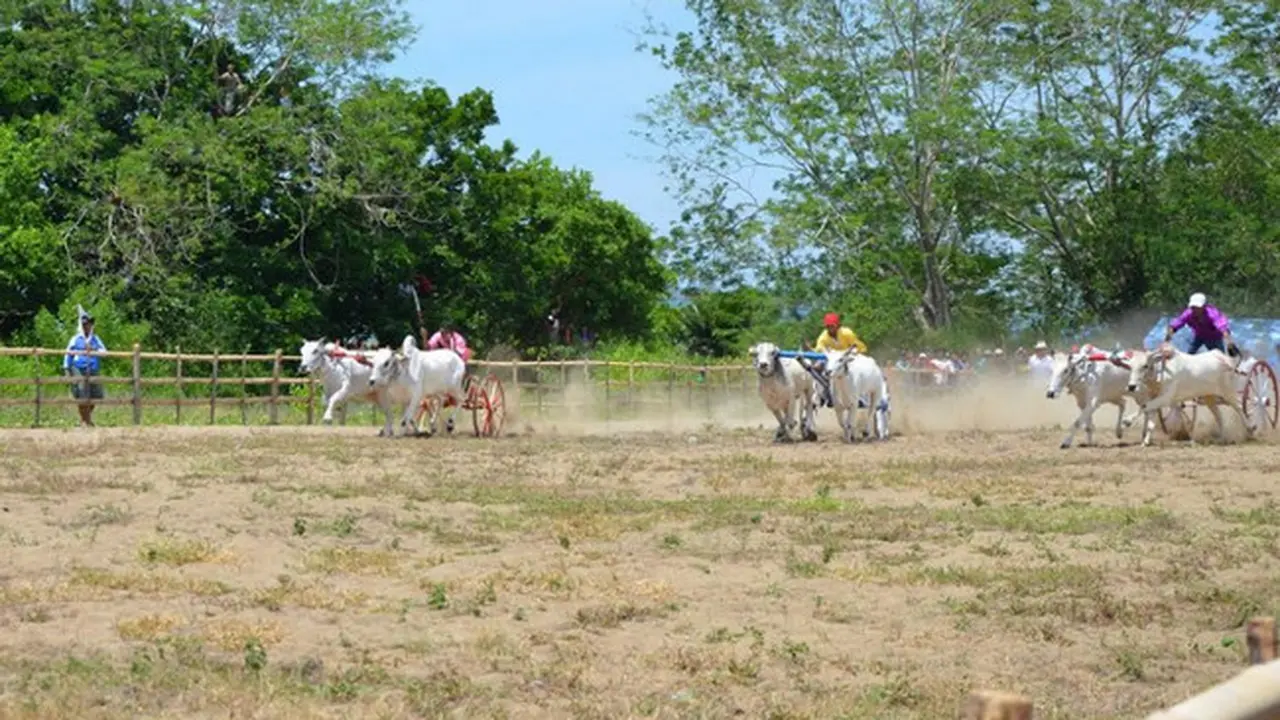 Karapan Sapi di Gorontalo