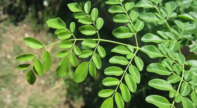 Daun Kelor (Sumber: paulsober.wordpress.com)