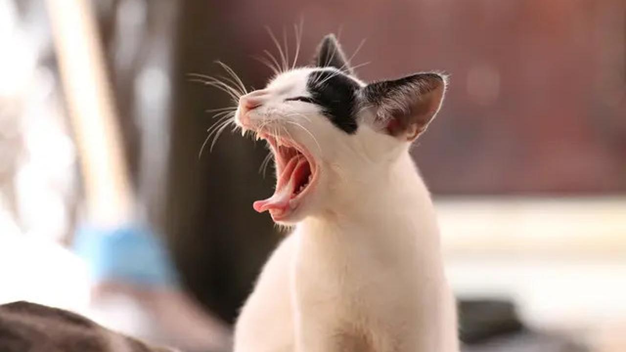 Ini Alasan Kucing Kerap Meracau