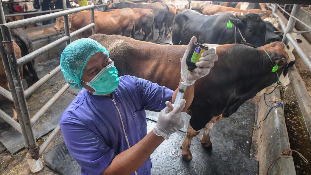 FOTO: Pemeriksaan Hewan Kurban Diperketat Jelang Idul Adha 1447 H