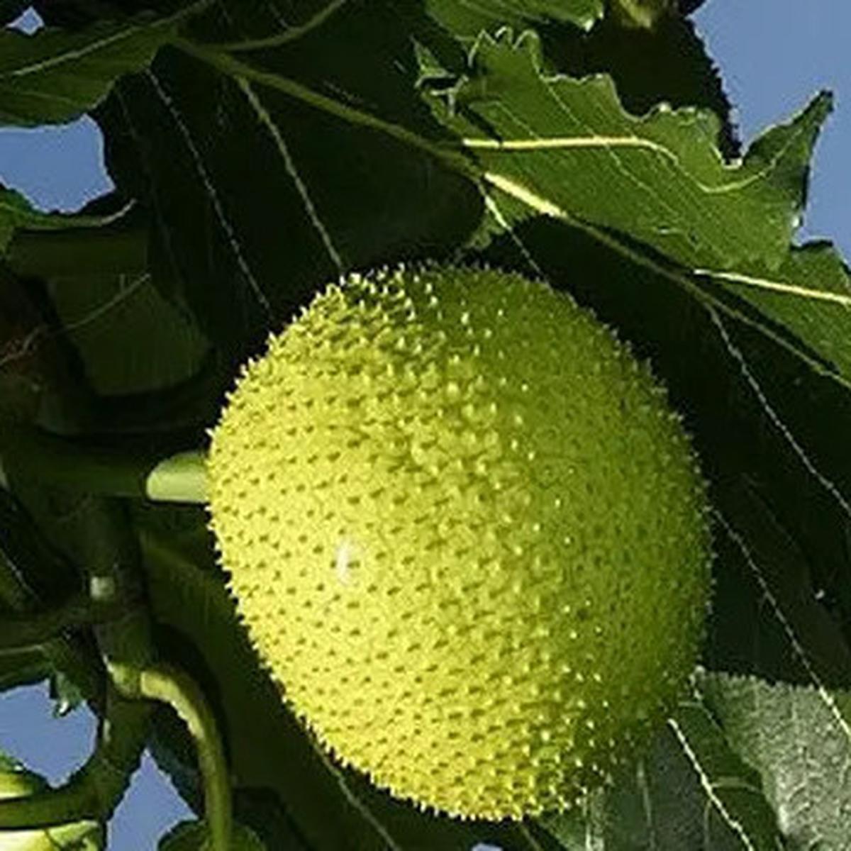 Cara Mengolah Buah Sukun untuk Penderita Diabetes, Jadi Pilihan Makanan Aman dan Bergizi