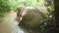Tega, Gajah Dikuliti Hidup-Hidup untuk Pengobatan dan Perhiasan