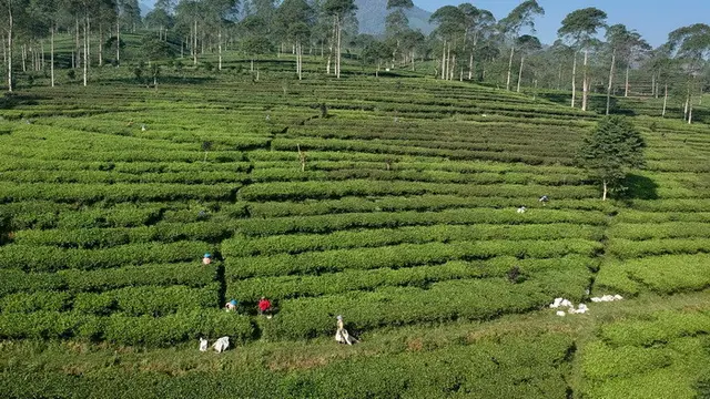 Salam Pagi