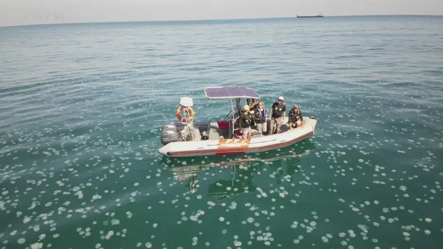 Kawanan ubur-ubur tahun ini dapat memiliki konsekuensi bencana bagi ekosistem laut di dekat pesisir Haifa. (Kredit gambar: Rotem Sadah/Israel Nature and Parks Authority)