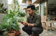 Kenapa Daun Monstera Tidak Mau Bolong? Ini Penyebabnya