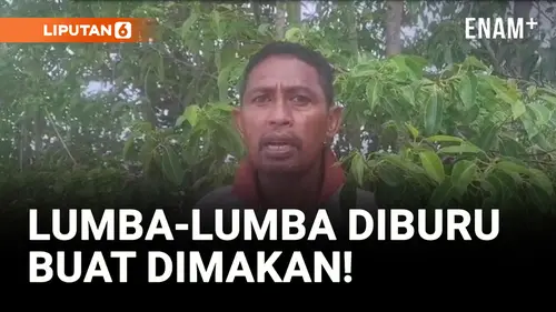 VIDEO: Miris! Warga Muna Berburu Lumba-lumba Untuk Dikonsumsi