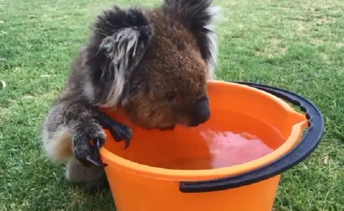 Aksi lucu koala minum air dari dalam ember (Capture/ABC7 News)