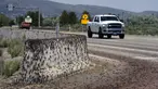 Jangkrik Mormon melewati penghalang Jersey selama migrasi di Spring Creek, Nevada, Sabtu 17 Juni 202. (AP Photo/Rick Bowmer)