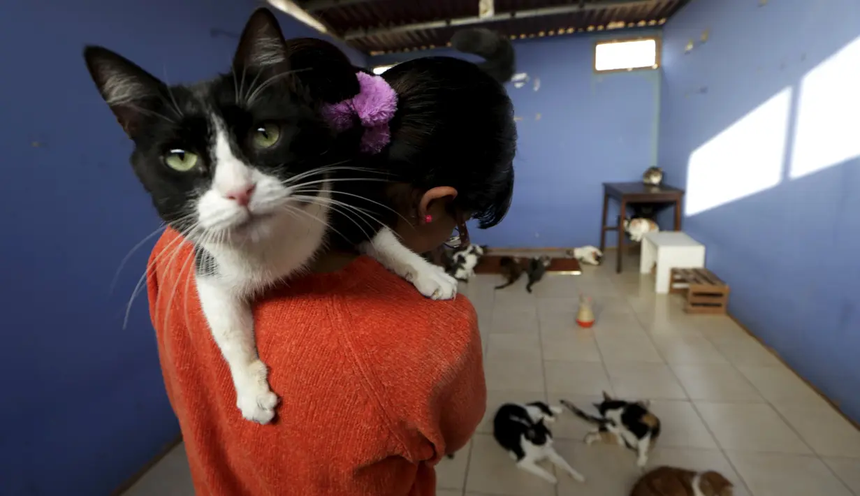 Seekor kucing saat digendong inga di rumahnya, Lima, Peru (4/8/2015). Inga dan teman-temannya selalu memeriksakan kucing-kucing mereka ke dokter hewan. (Reuters/Mariana Bazo)