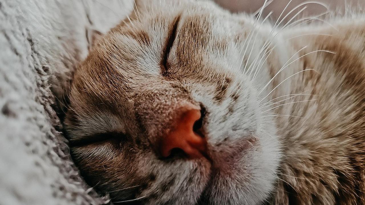 7 Fakta Tentang Kucing yang Jarang Diketahui, Kucing Tertua Hidup 38 Tahun