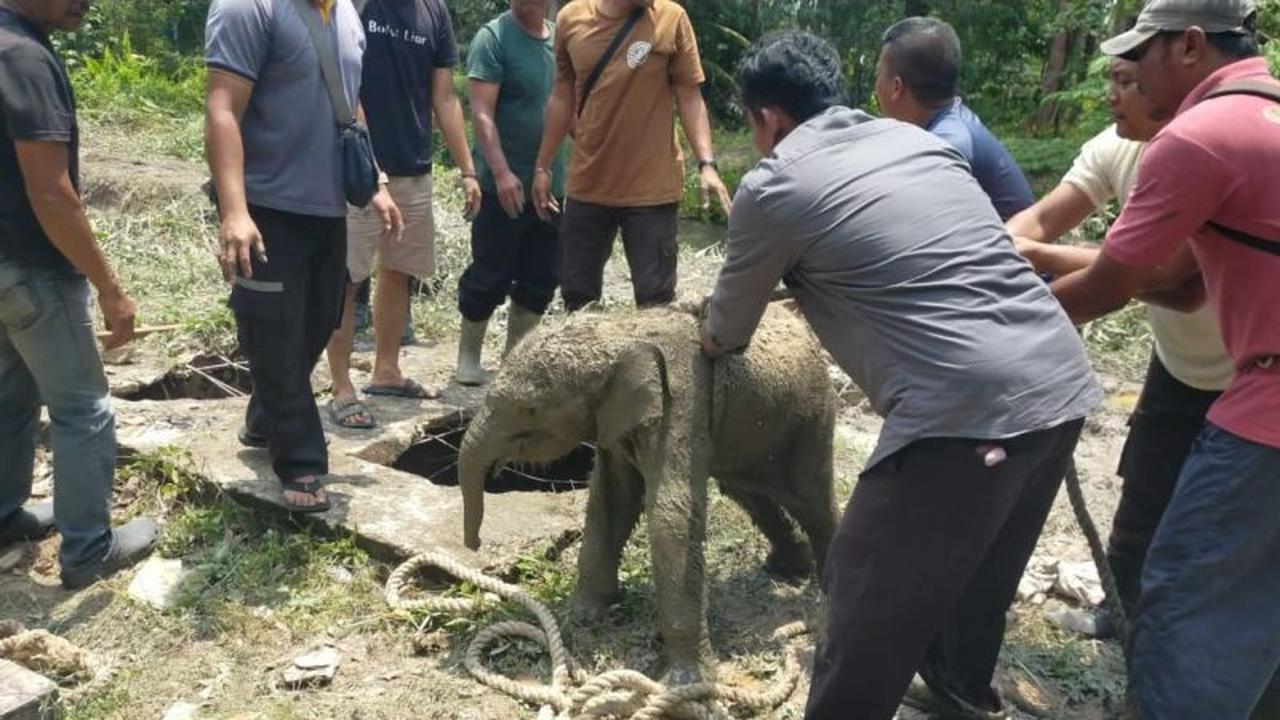 Dramatis! BBKSDA Riau Berhasil Selamatkan Anak Gajah Terperosok Tangki Septik