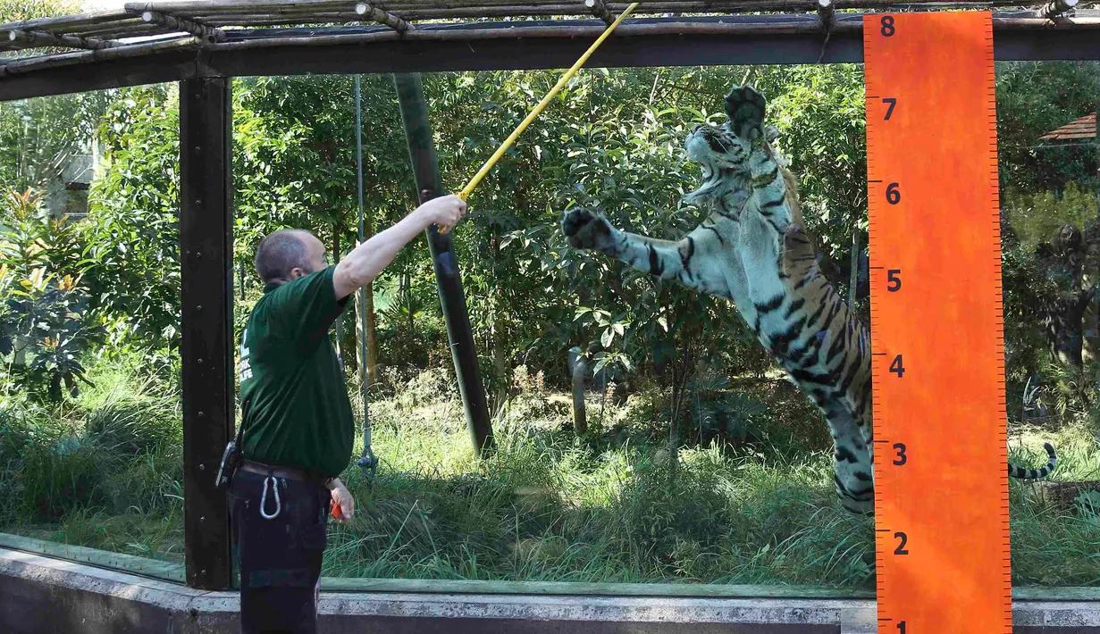 Seorang pawang harimau memberi makan seekor Harimau Sumatera di Kebun Binatang London, Inggris, Rabu (24/8). Harimau tersebut akan diukur berat badannya yang rutin dilakukan setiap tahun. (REUTERS / Neil Balai)