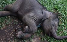 FOTO: Penampakan Bayi Gajah Sumatera Berusia Dua Bulan yang Tersesat di Permukiman Warga