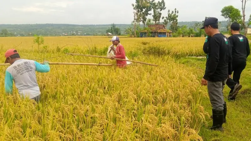 Petani di Tuban menolak impor beras. (Ahmad Adirin/Liputan6.com)