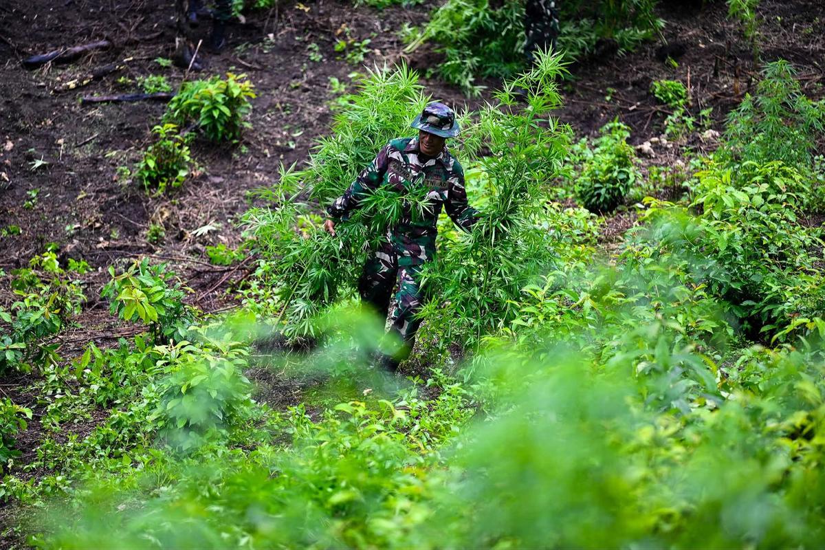 FOTO: TNI AD Bongkar Ladang Ganja di Pegunungan Aceh Besar