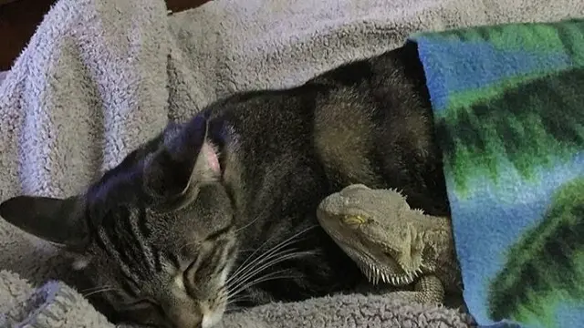 Potret Kadal Akur Bareng Kucing