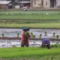 Petani menanam padi di persawahan di kawasan Tangerang, Kamis (3/12/2020). Kementerian Pertanian menargetkan pada musim tanam pertama 2020-2021 penanaman padi mencapai seluas 8,2 juta hektare menghasilkan 20 juta ton beras. (Liputan6.com/Angga Yuniar)