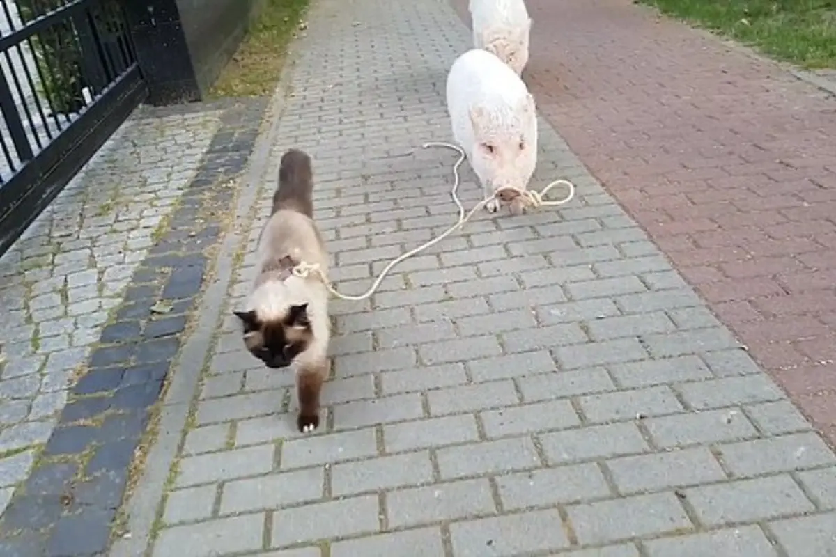 kucing lucu, babi lucu, hewan peliharaan