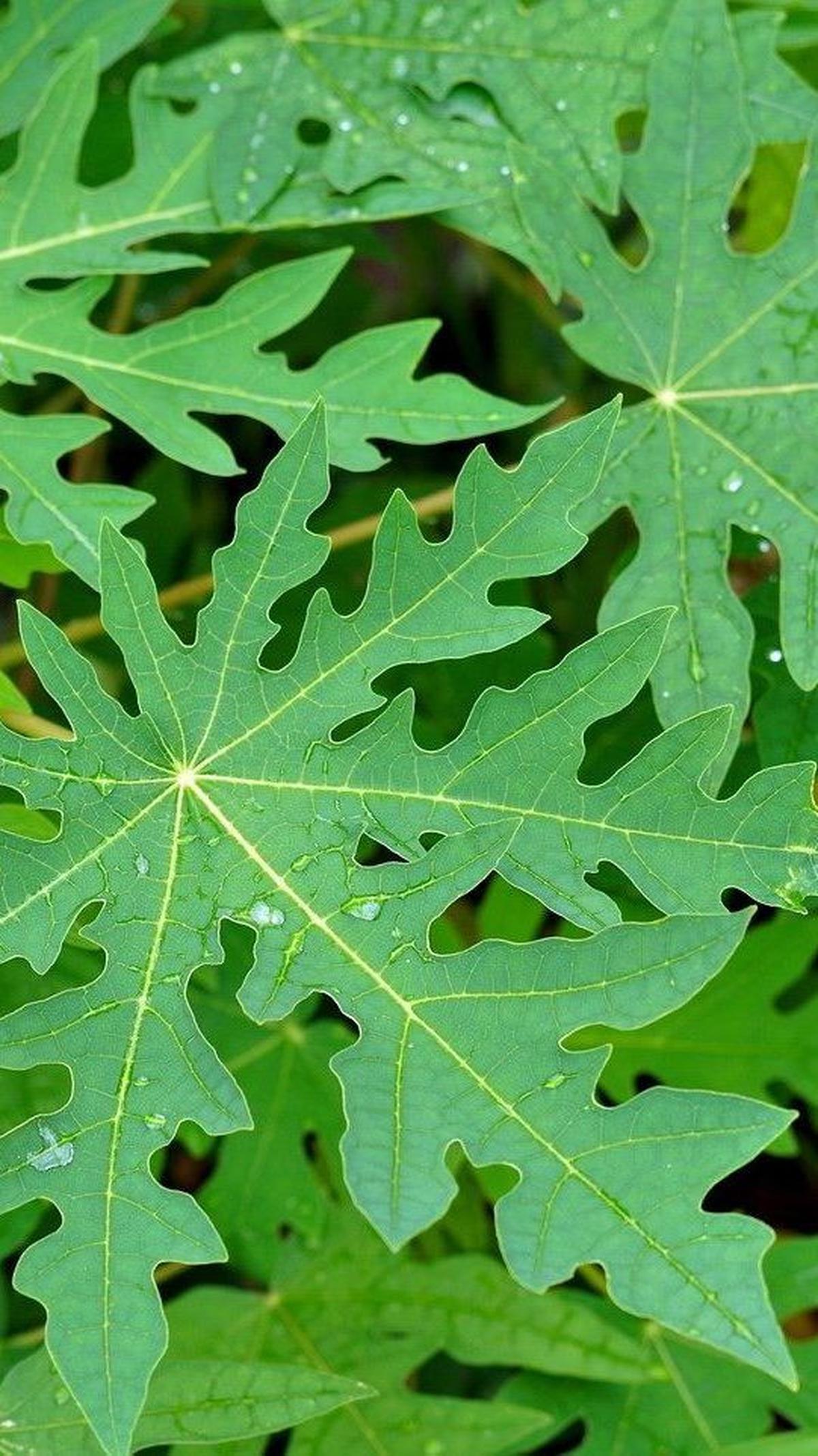 3. Daun pepaya