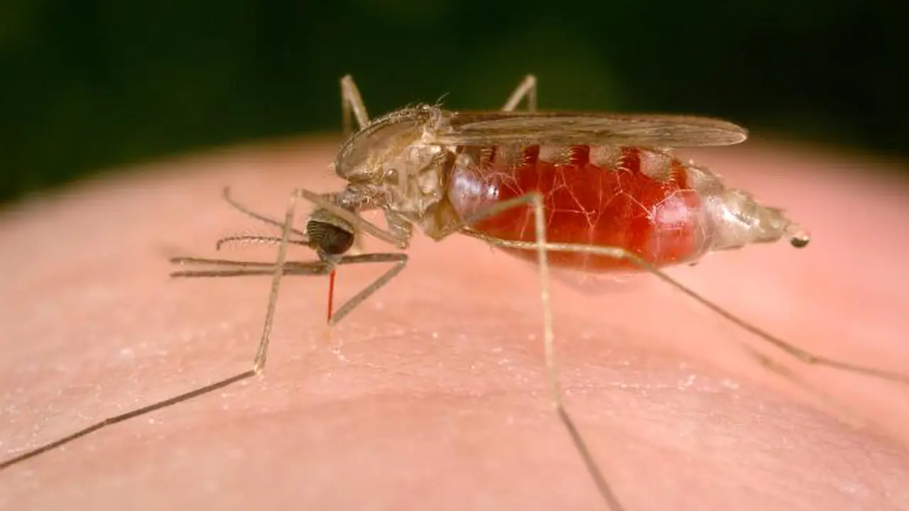 Waspada, 5 Penyakit Mematikan Selain Ebola