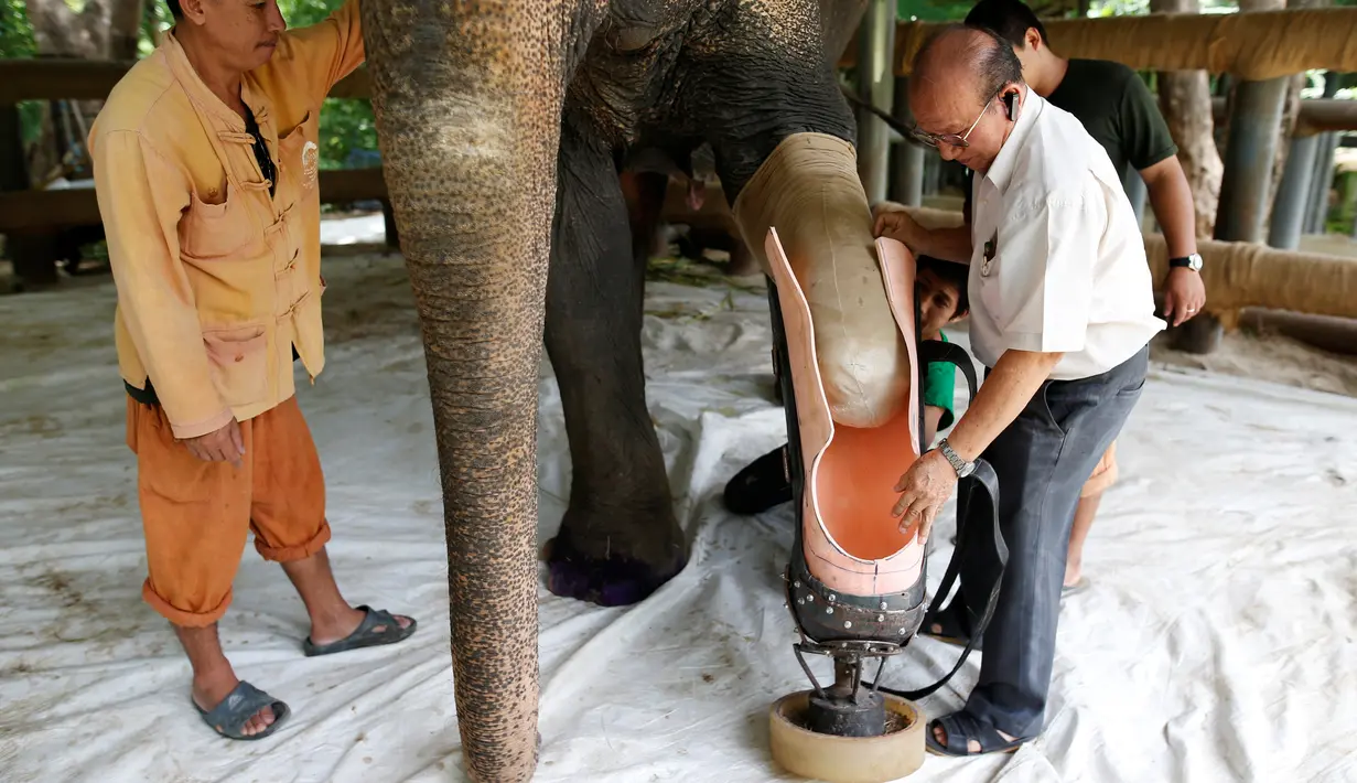 Insinyur Boonyu Thippaya dibantu beberapa pekerjanya memakaikan kaki prostetik (palsu) untuk gajah Motola di Friends of the Asian Elephant Foundation di Lampang, Thailand, (29/6). (REUTERS/Athit Perawongmetha)