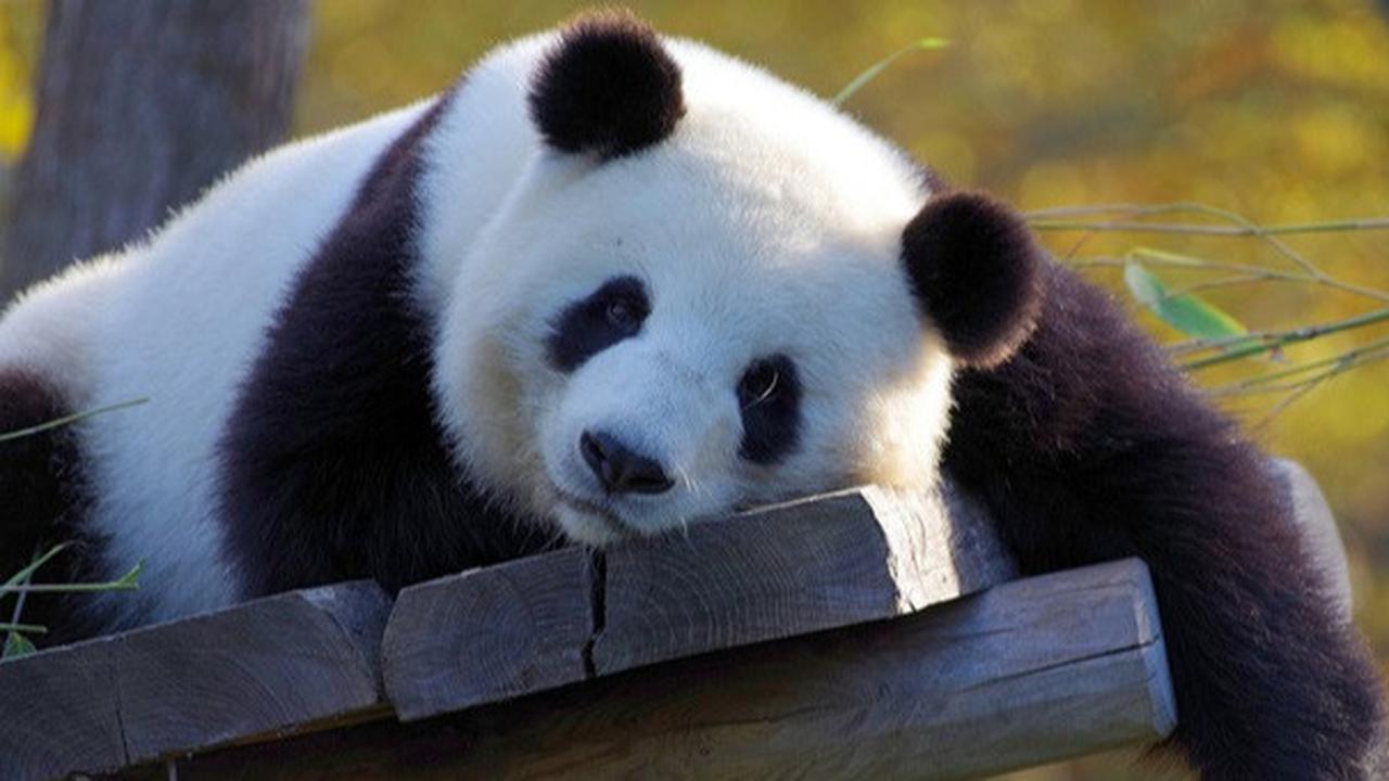 8 Fakta Unik Hewan Panda, Pintar Berkamuflase