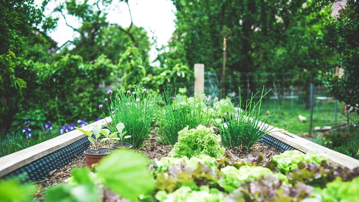 10 Jenis Tanaman untuk Ketahanan Pangan Keluarga yang Bisa Dibudidayakan di Lingkungan Rumah