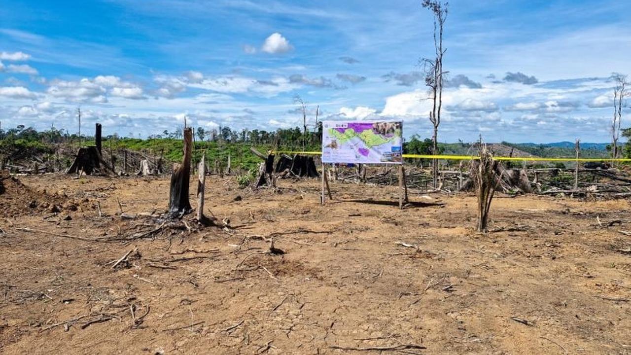 Kemenhut Amankan Ribuan Hektare Perambahan Hutan di Lanskap Seblat, Habitat Gajah Sumatera