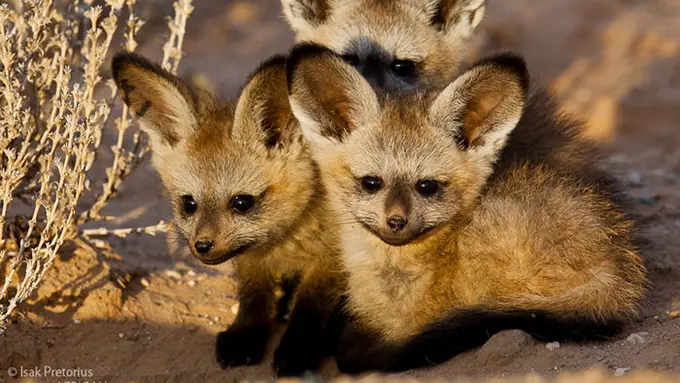 [Bintang] 10 Rupa Bayi Hewan yang Mungkin Nggak Pernah Kamu Lihat