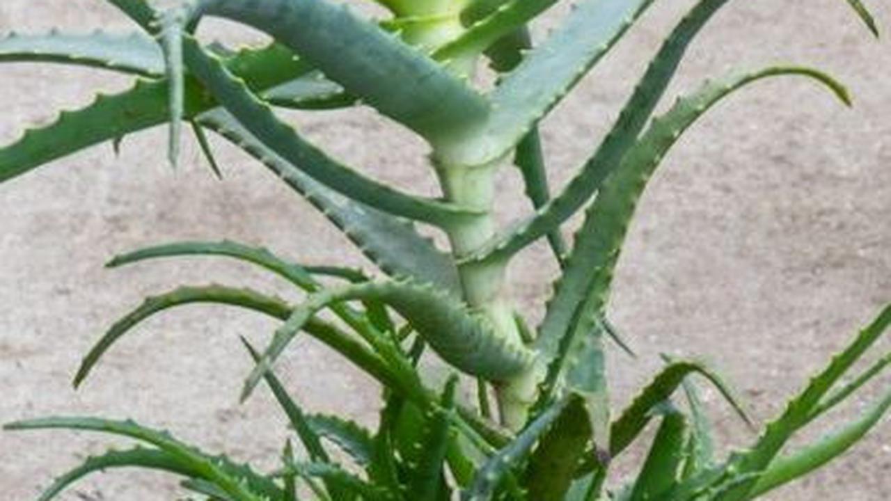 Aloe Arborescens